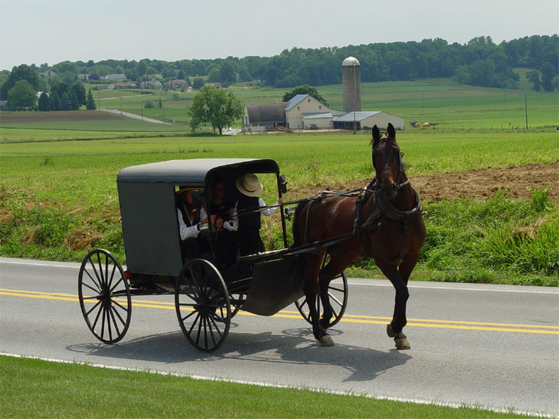 NEW DARK BROWN  HORSE AND BLACK AMISH BUGGY 