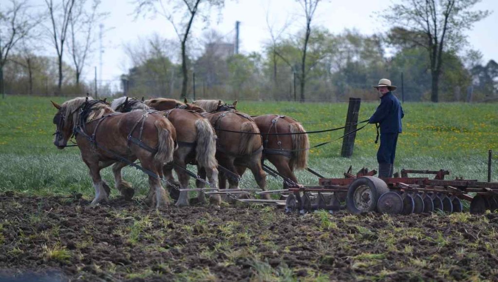 shows like breaking amish Amish man tending to horses in the farm