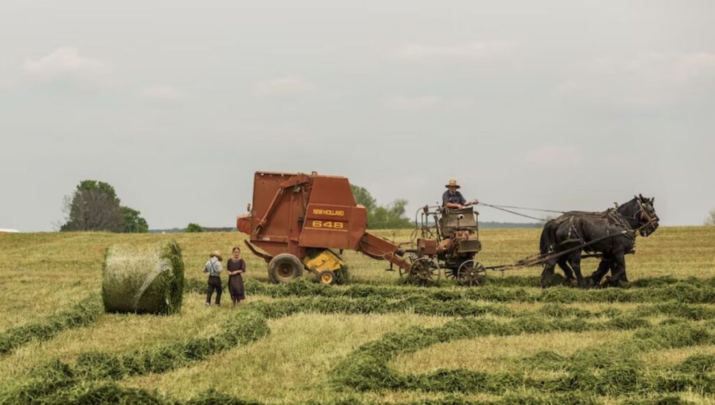 amish farmer with children and horses