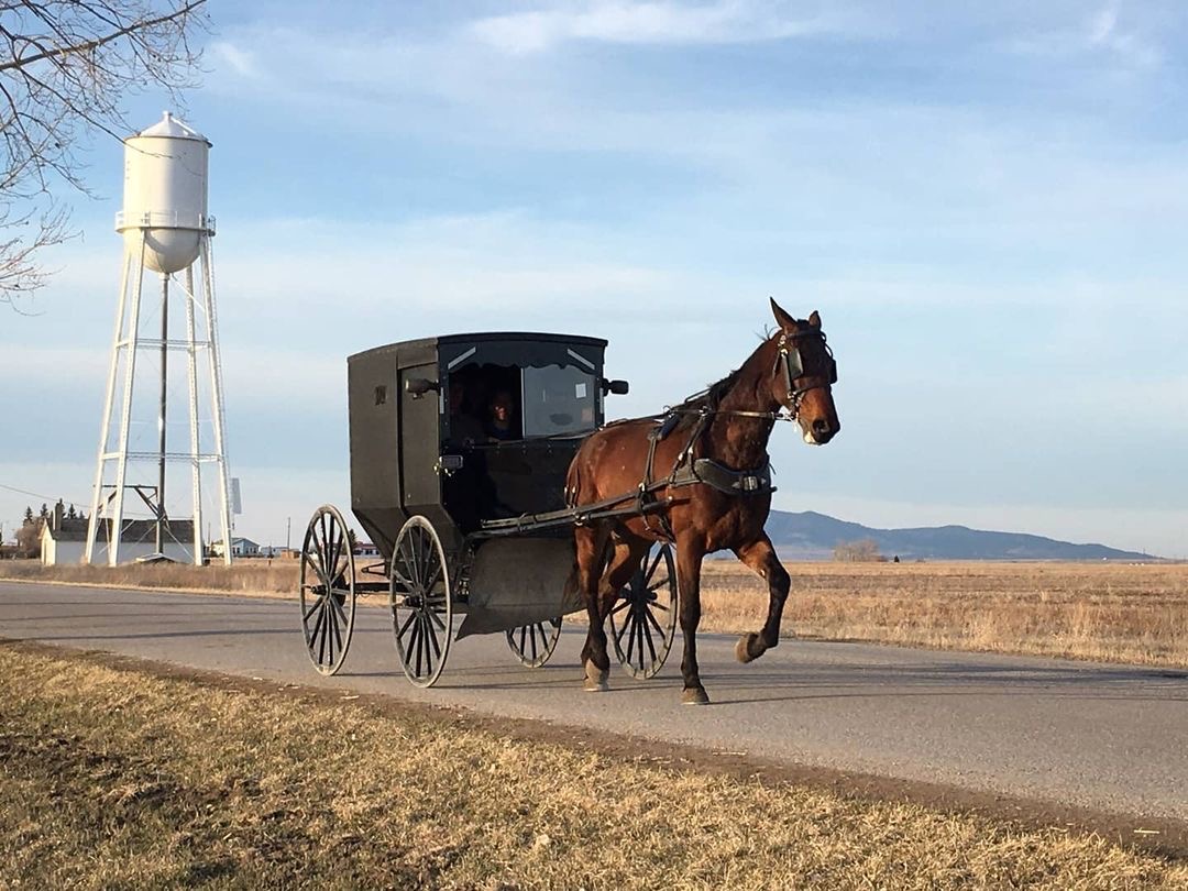 An Amish horse
