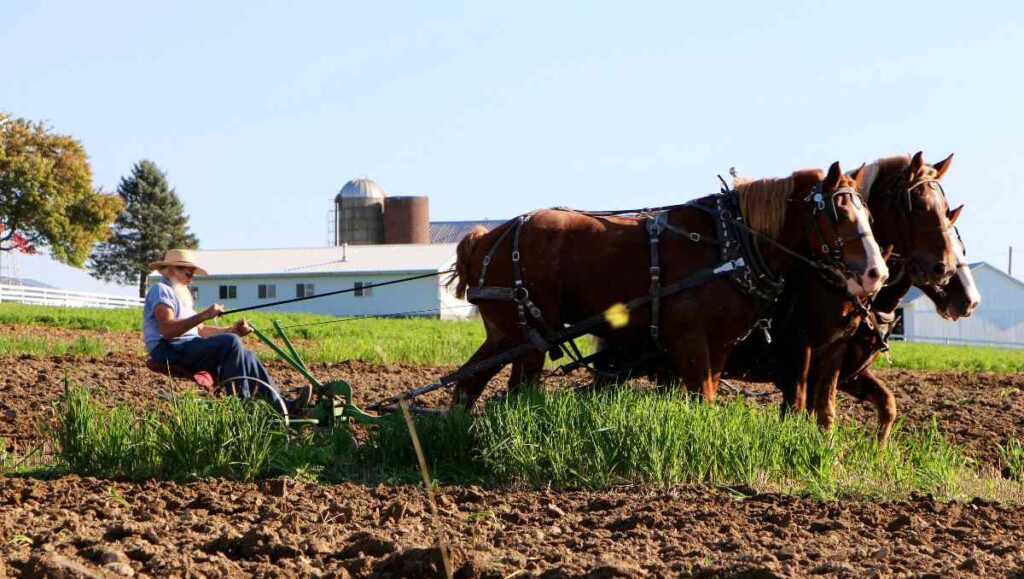 Amish farmer plowing field with draft horses.