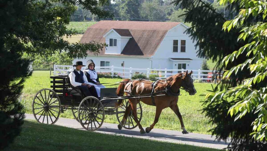 An Amish couple riding a horse carriage.