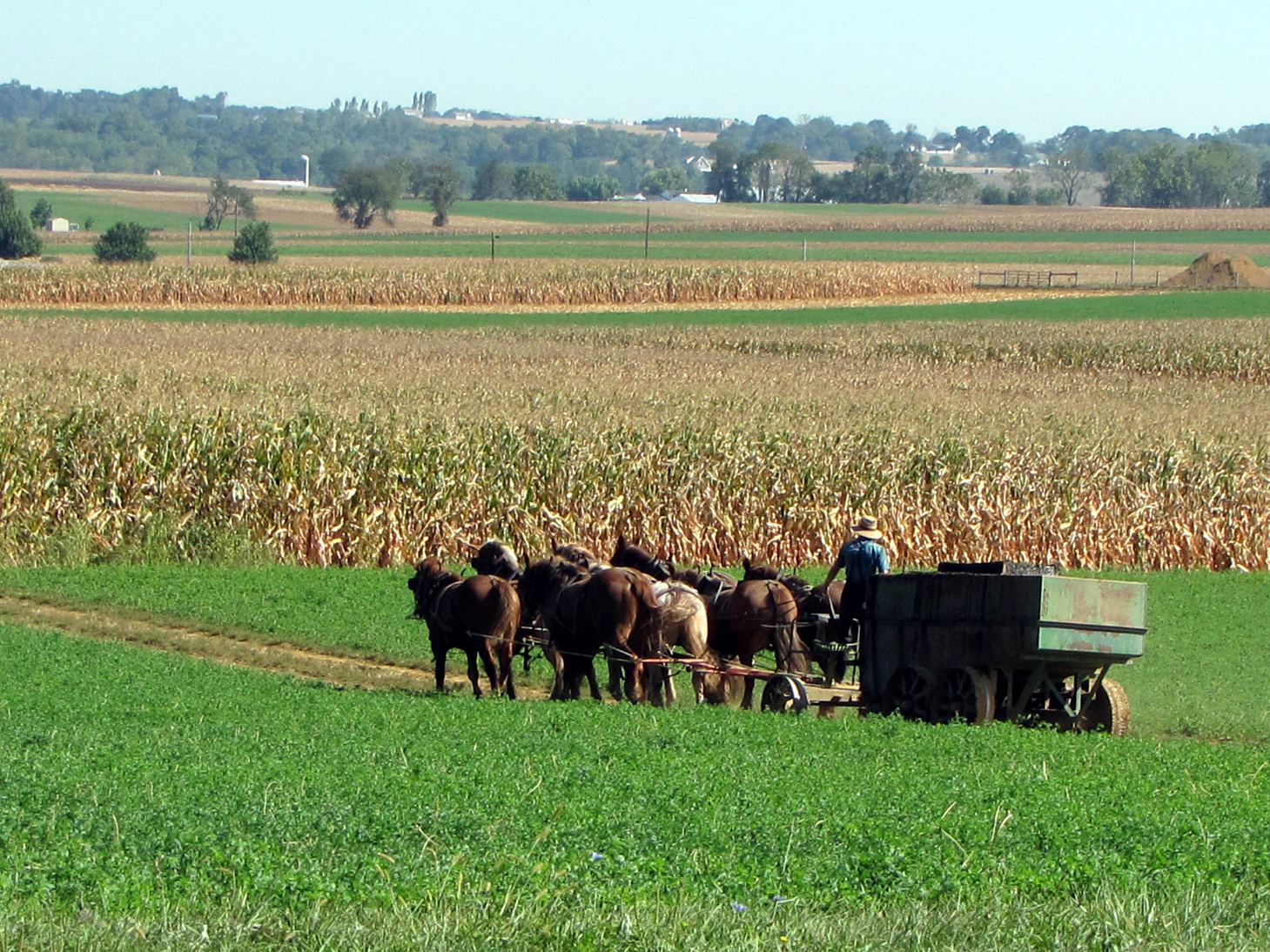 Where Are There Amish Communities in The United States?